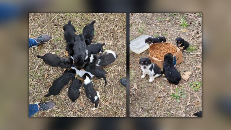 According to a Facebook post by board member Alisa Lancaster, ten puppies were found dumped at...