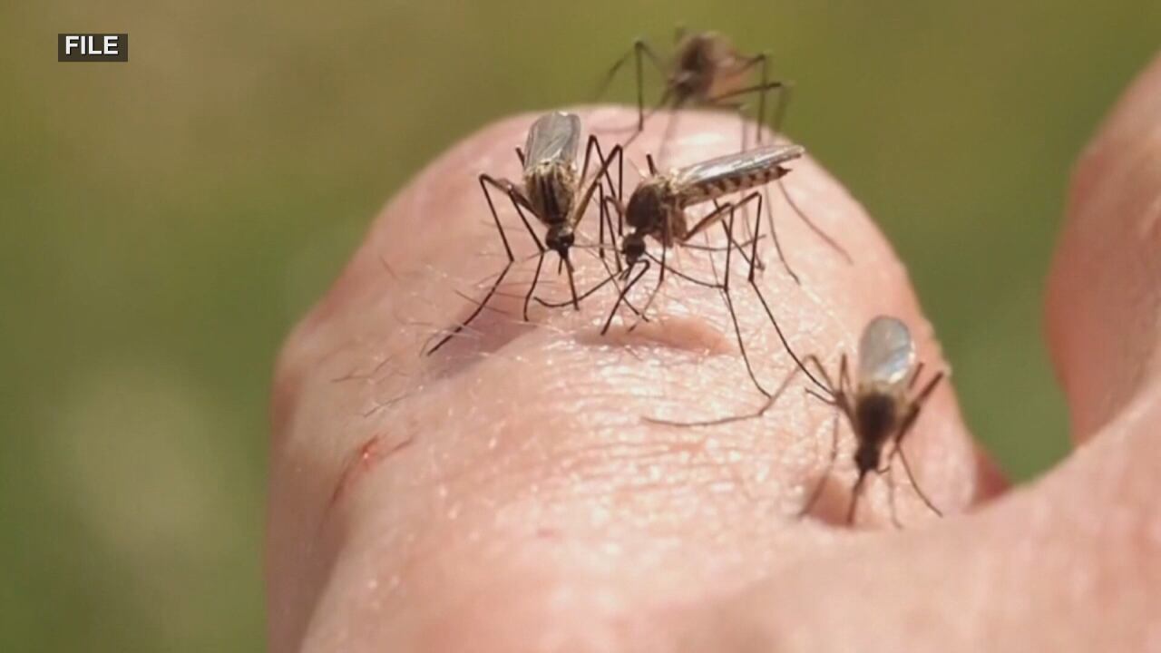 Mosquitos ramping up earlier than expected - Vimarsana News