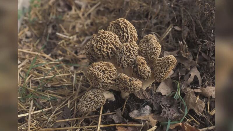 Late March and next month is the time to start looking for the treasured morels across the...