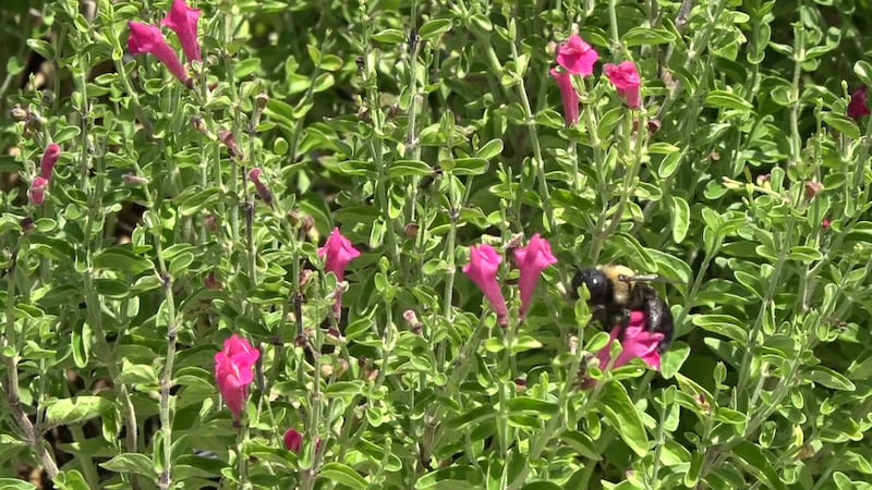 Nursery experts share how to care for your plants in the heat.
