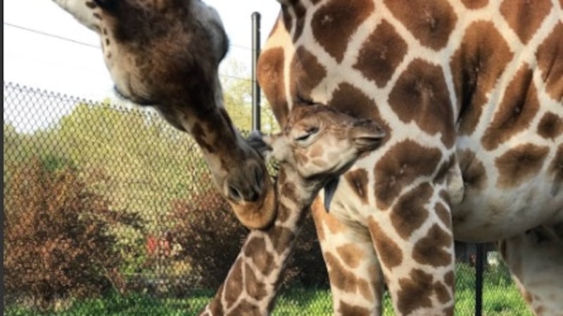 Courtesy: Dickerson Park Zoo
