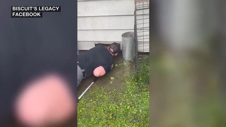 Police rescue nine puppies underneath flooded house - Vimarsana News