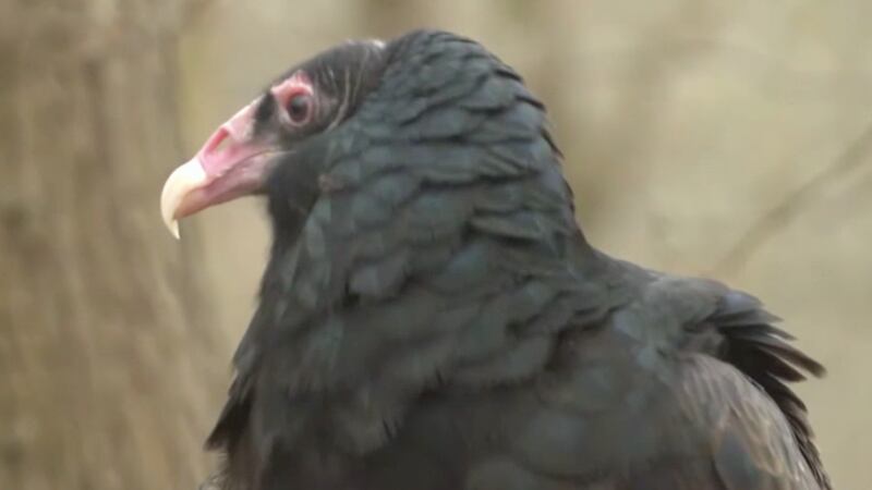 Black Vulture/Missouri Dept. of Conservation