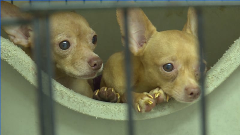 Dogs have been dumped at various locations around Branson and animal control is being...