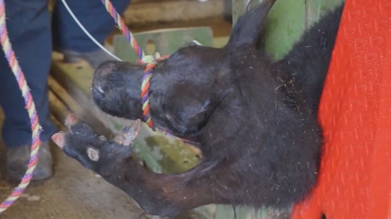 A Baxter County veterinarian successfully removed a fifth leg from a calf.