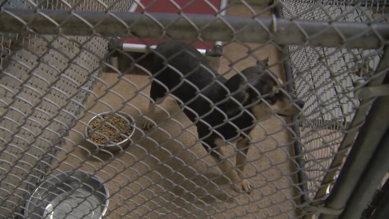 Jamie Parker is the Supervisor at the Jacksonville Animal Control, and she told content...