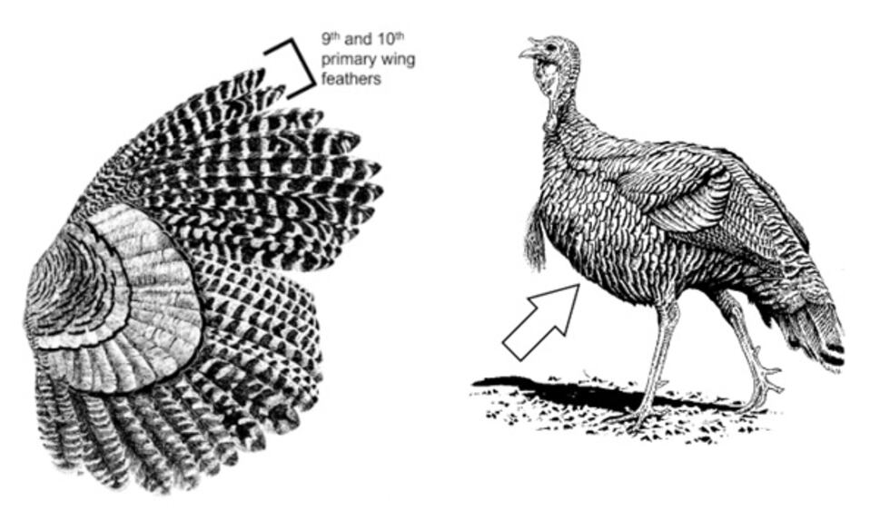 MDC is asking hunters to save feathers from their fall turkey harvest. They should save the...