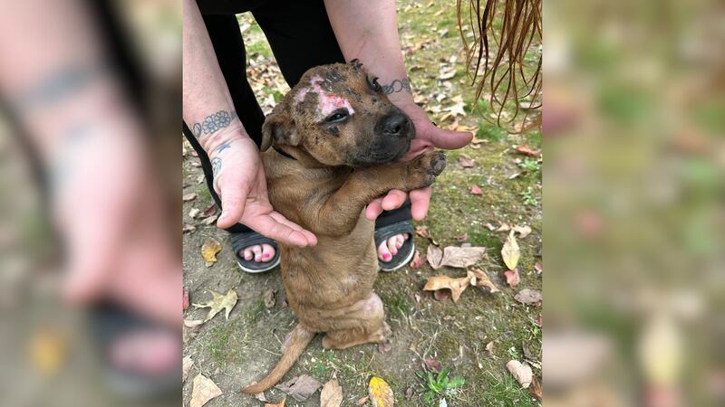 Fire crews in Forrest City rescued a dog from a house fire.