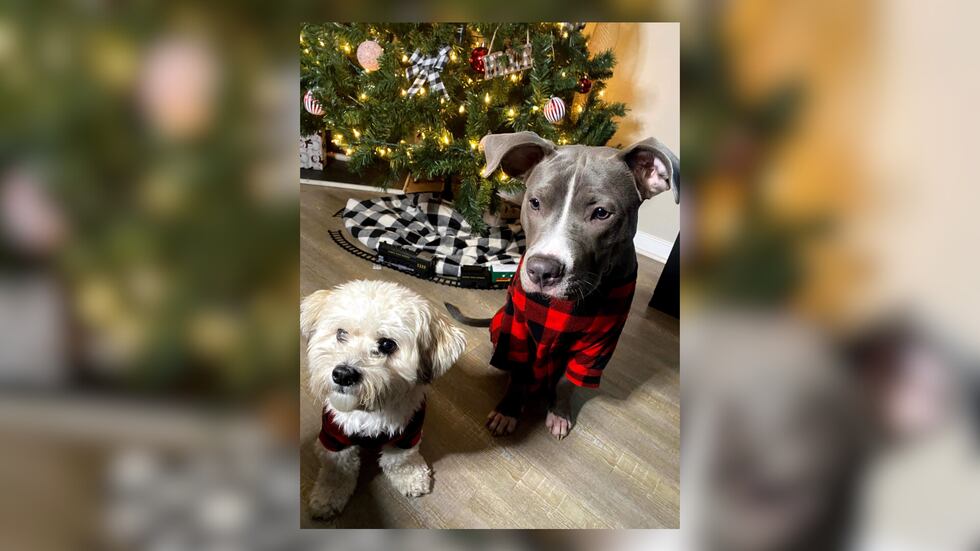 Ace (left) and Deuce died after a car drove onto the sidewalk in Henrico.