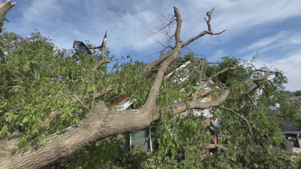 Crews remove 200-year-old oak tree damaging a Paragould condo - Vimarsana News