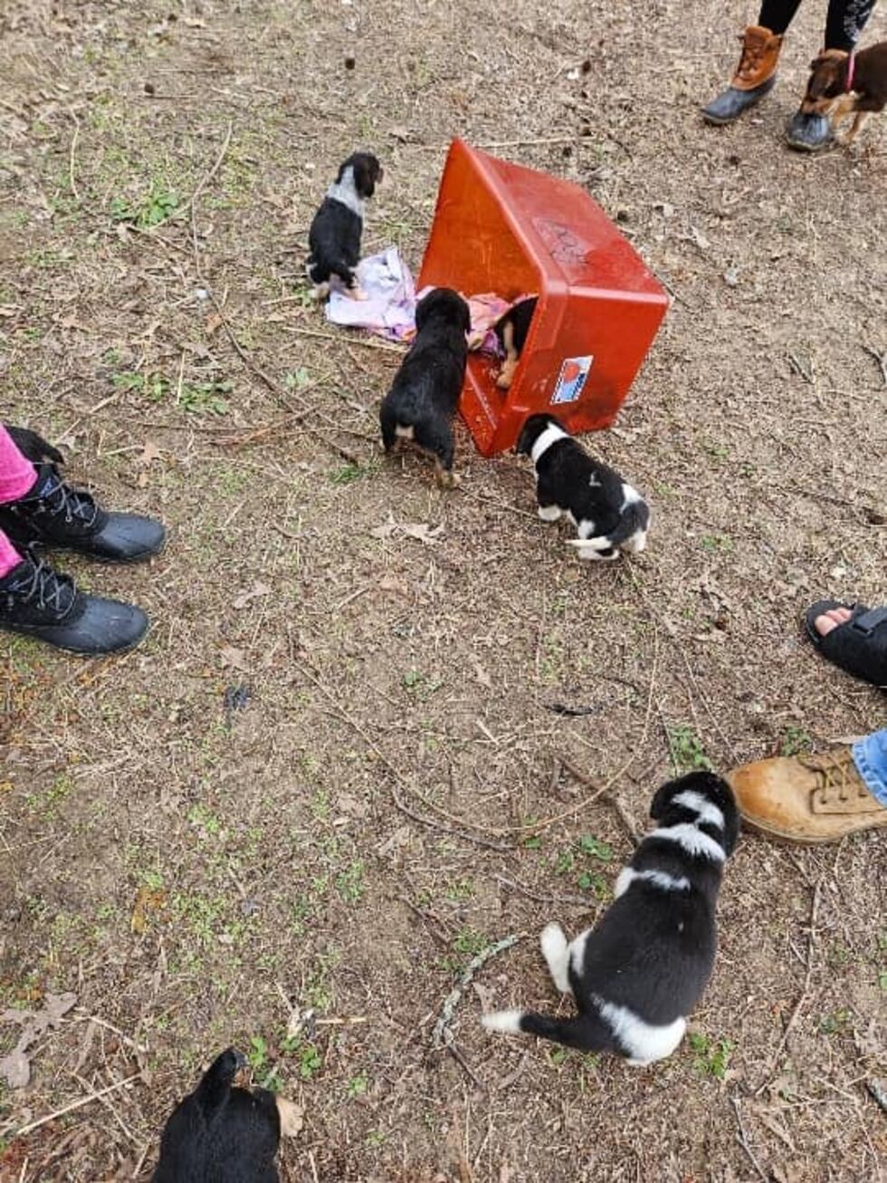 Some of the dumped dogs found by the Humane Society of Independence County.