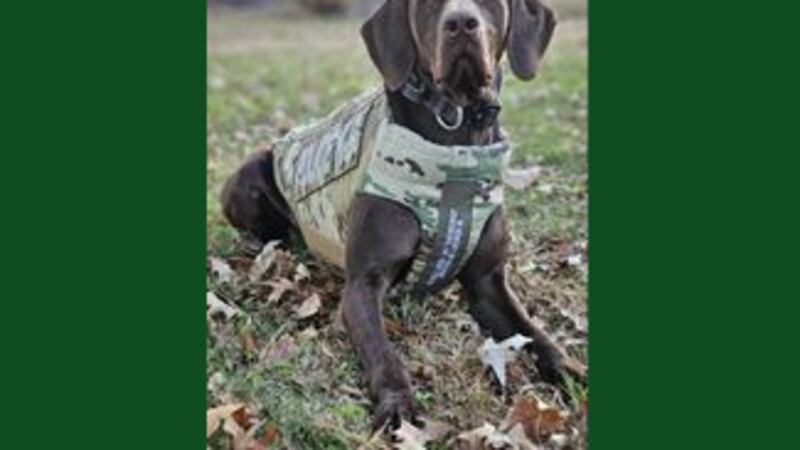 Blytheville Police Department’s K9 Csoki has received a bullet and stab protective vest thanks...