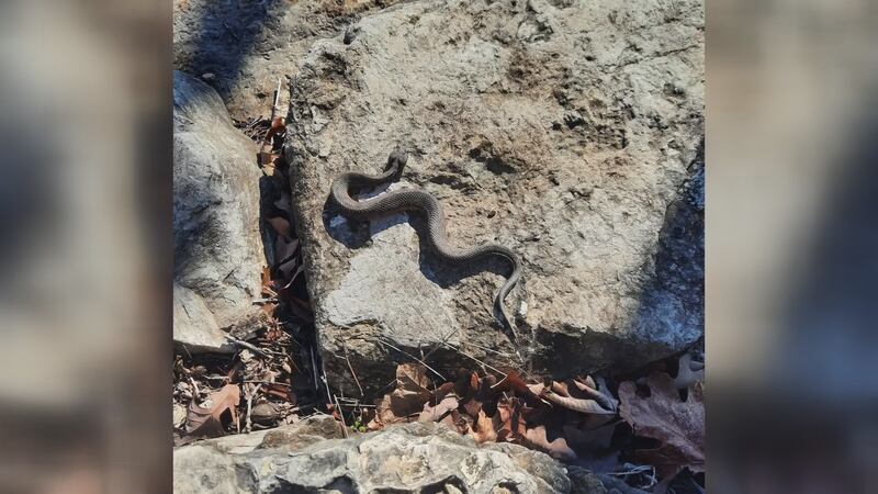Milder temperatures are starting to bring the snakes out across the Ozarks. The Missouri...