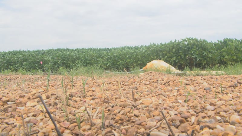 Farmers across the area say they are thankful for the rain, but some say more is needed to...