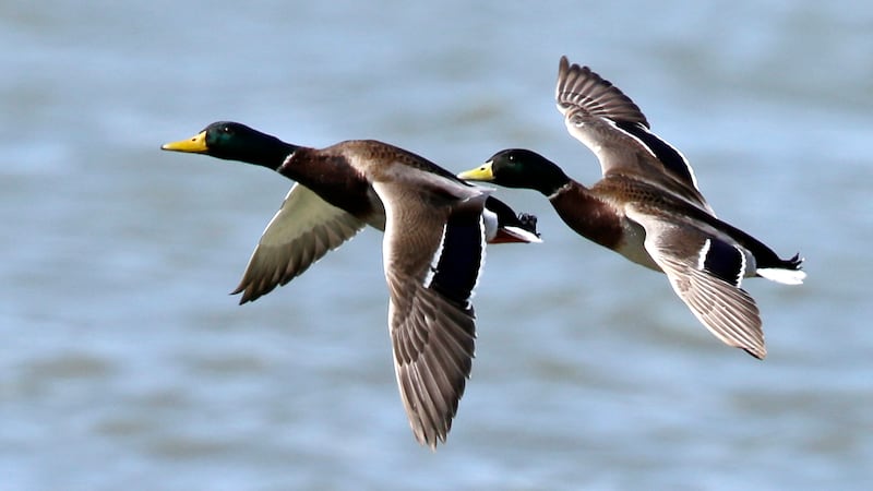 Arkansas duck population decreases due to drought