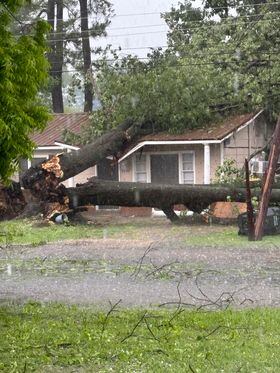Storm topples trees, downs power lines - Vimarsana News